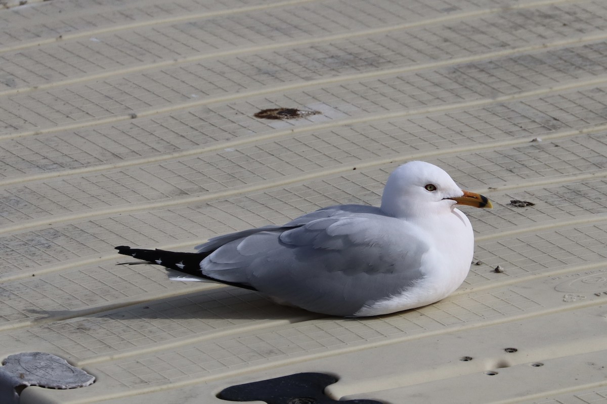 Ring-billed Gull - Sarah von Innerebner