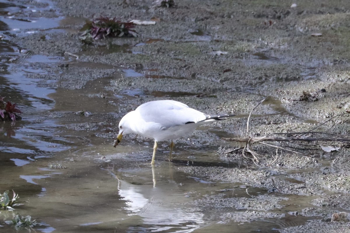 Ring-billed Gull - Sarah von Innerebner