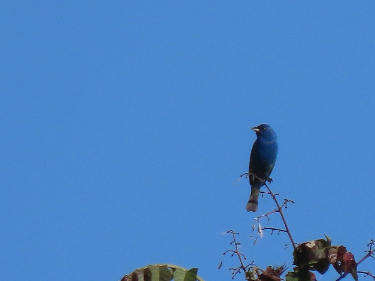 Indigo Bunting - Jannie Shapiro