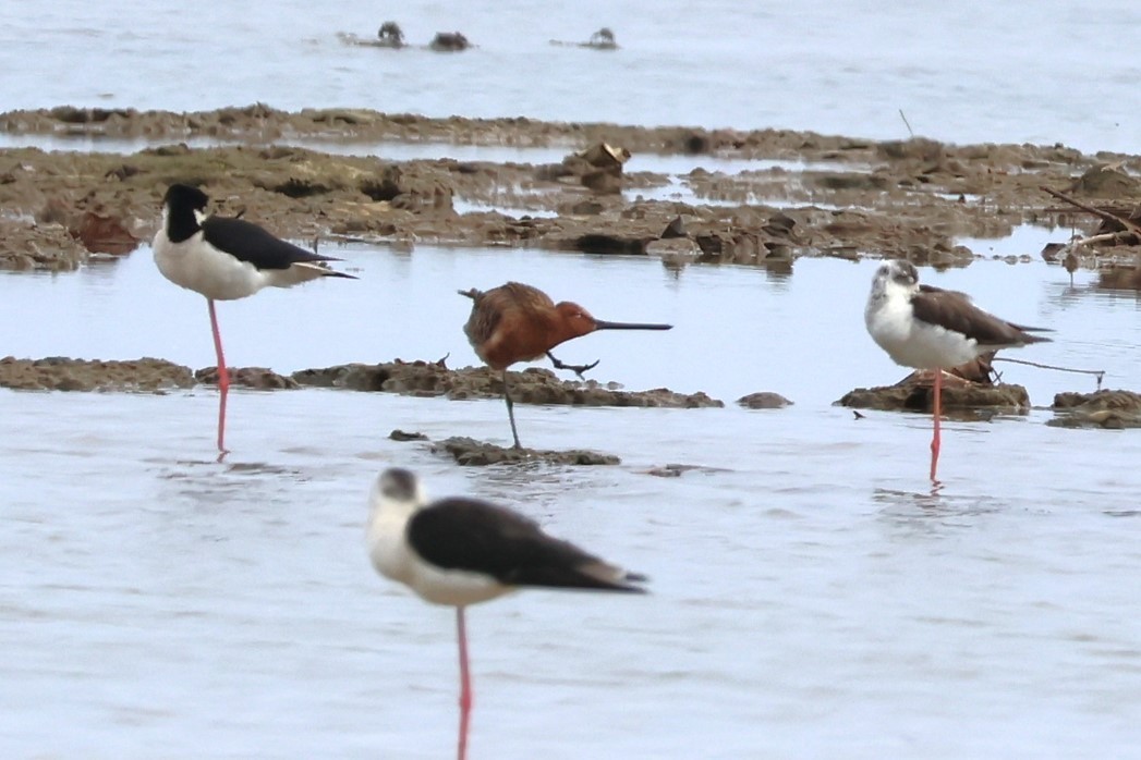 Asian Dowitcher - 瑞珍 楊