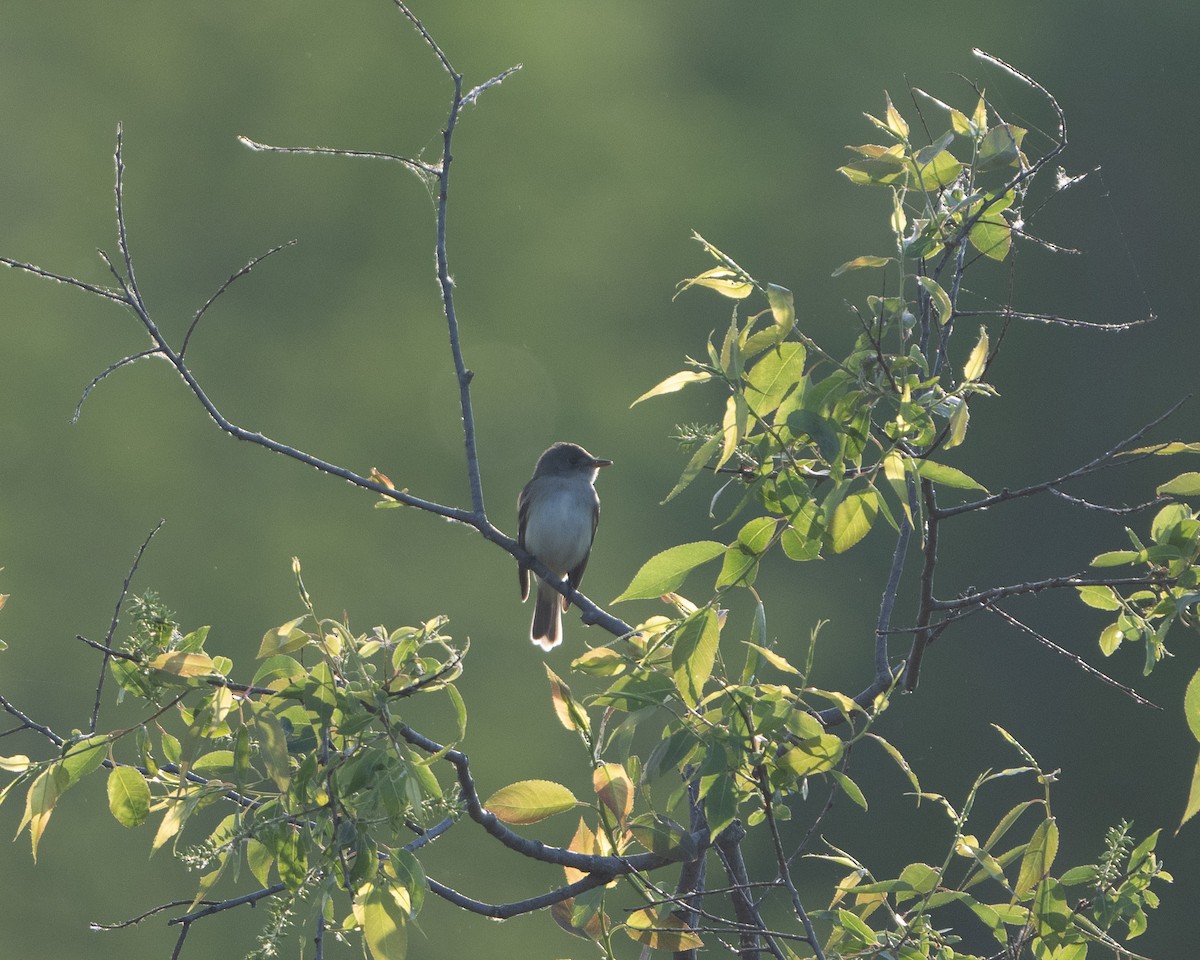 Willow Flycatcher - Anthony Kaduck