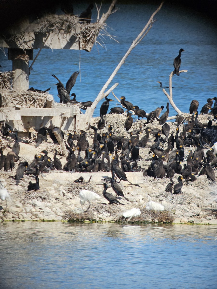 Double-crested Cormorant - Tisha Tolle