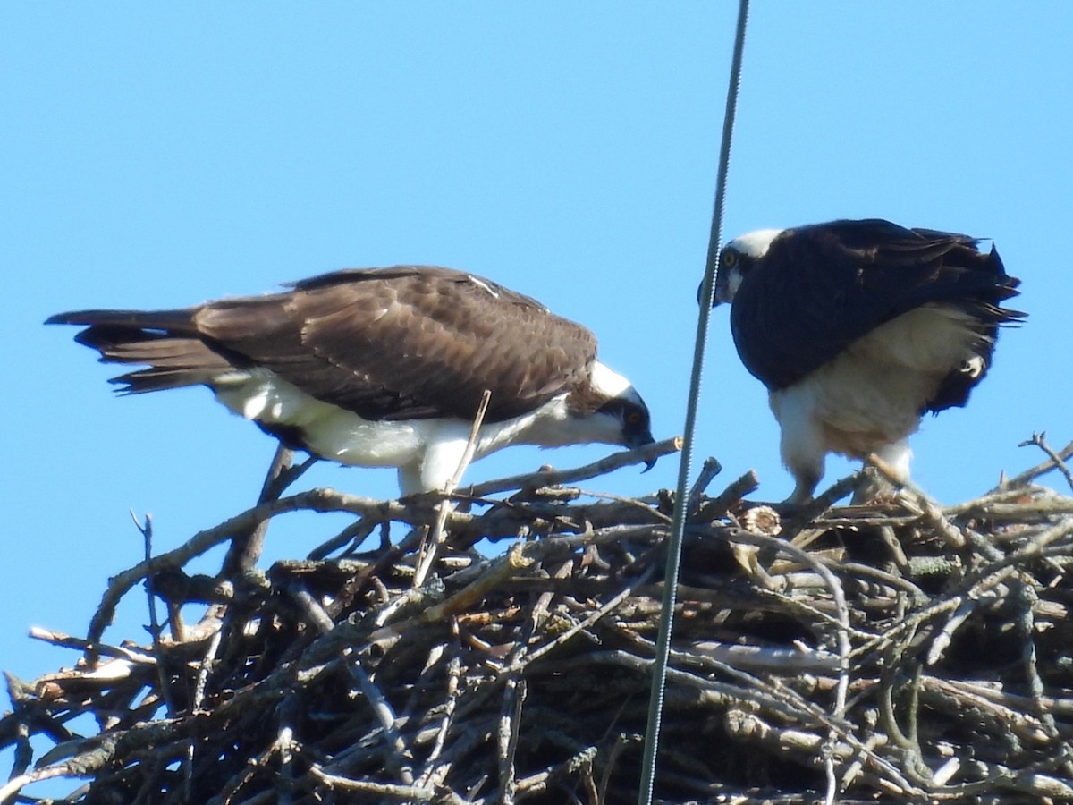 Osprey - Sarah Coffey