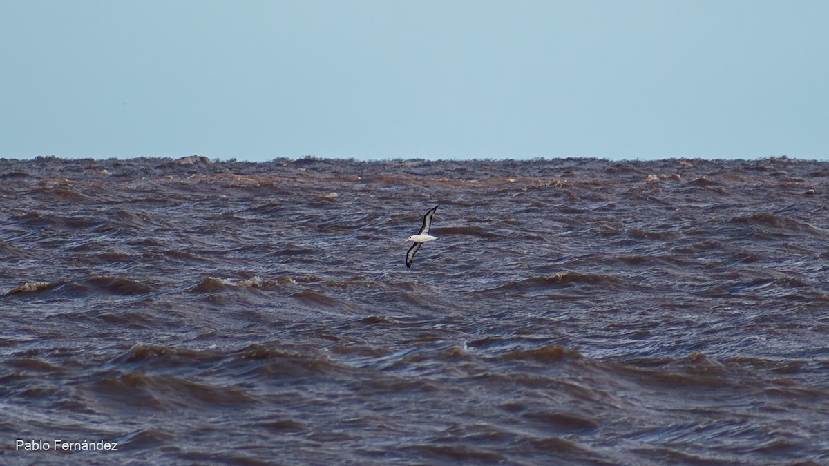 Black-browed Albatross - Pablo Fernández