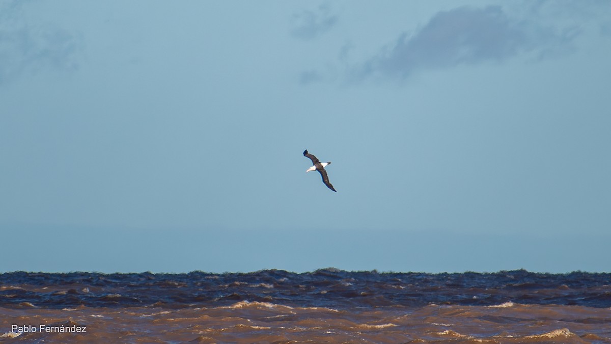 Black-browed Albatross - Pablo Fernández