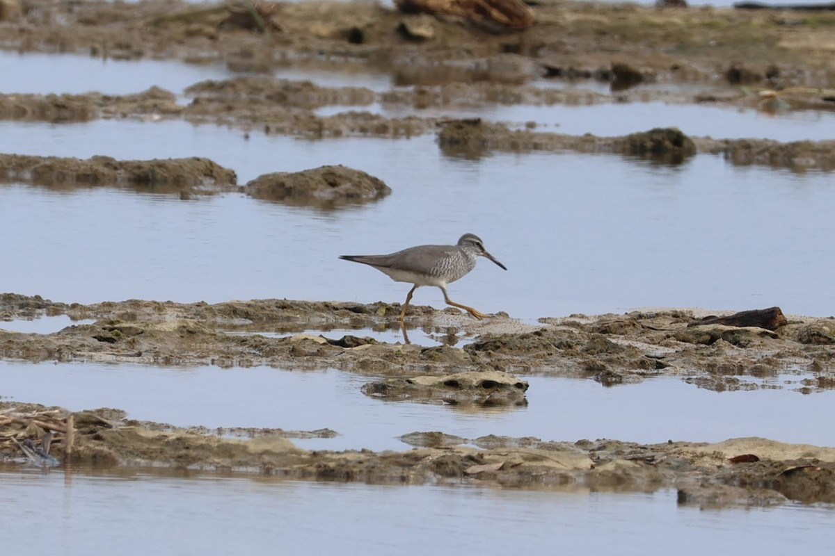 Gray-tailed Tattler - 瑞珍 楊