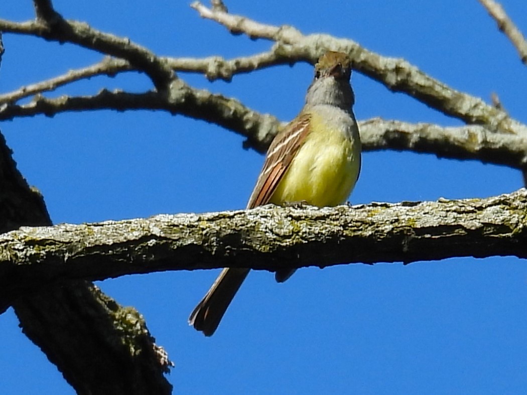 Great Crested Flycatcher - Sarah Coffey