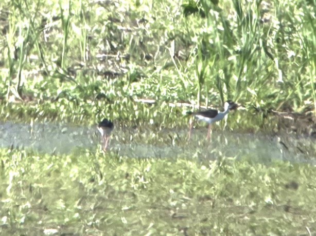 Black-necked Stilt - Andrea Szymczak