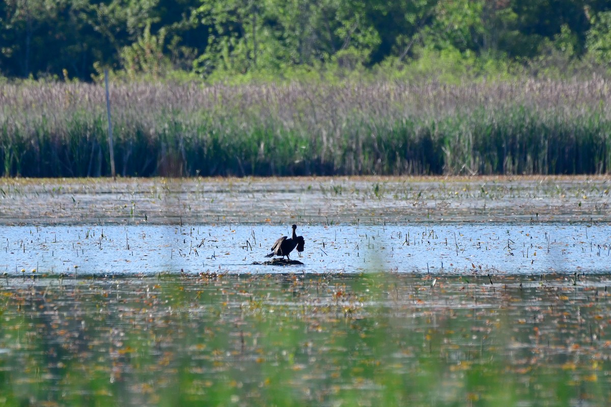 Double-crested Cormorant - Cristine Van Dyke