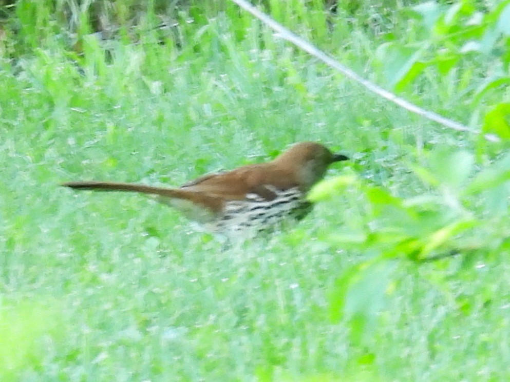 Brown Thrasher - ML619567723