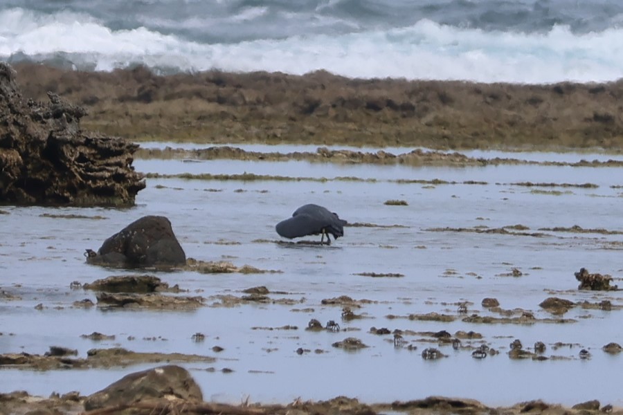 Pacific Reef-Heron - 瑞珍 楊