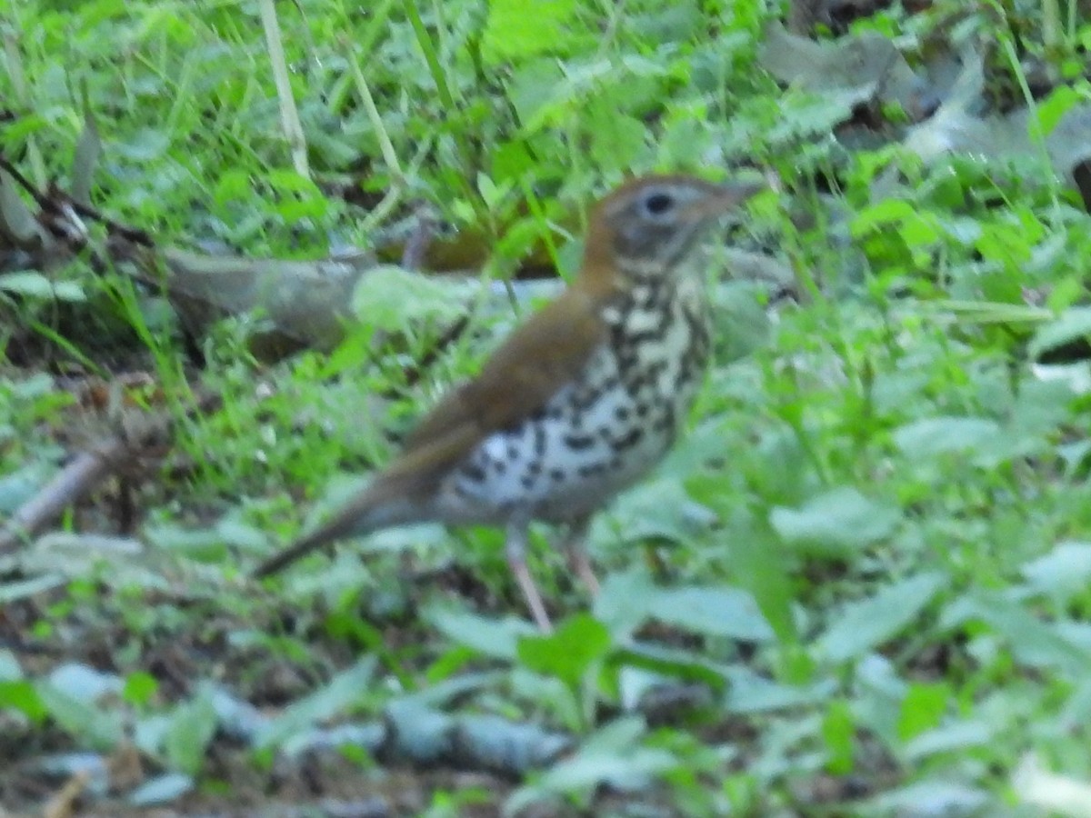 Wood Thrush - Sarah Coffey