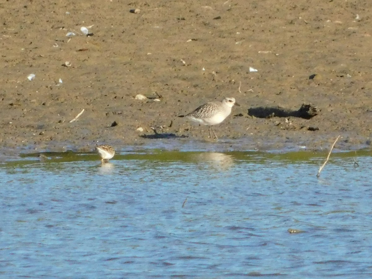 Black-bellied Plover - ML619567732