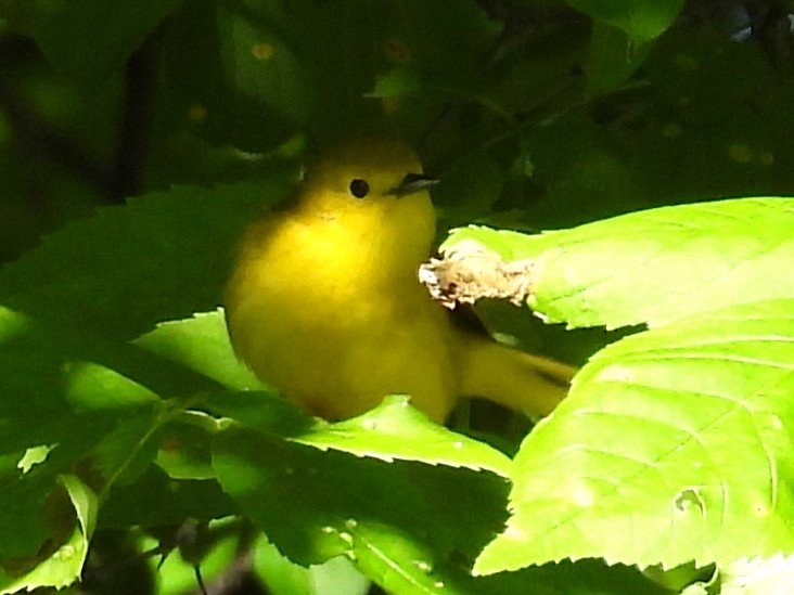 Yellow Warbler - Sarah Coffey