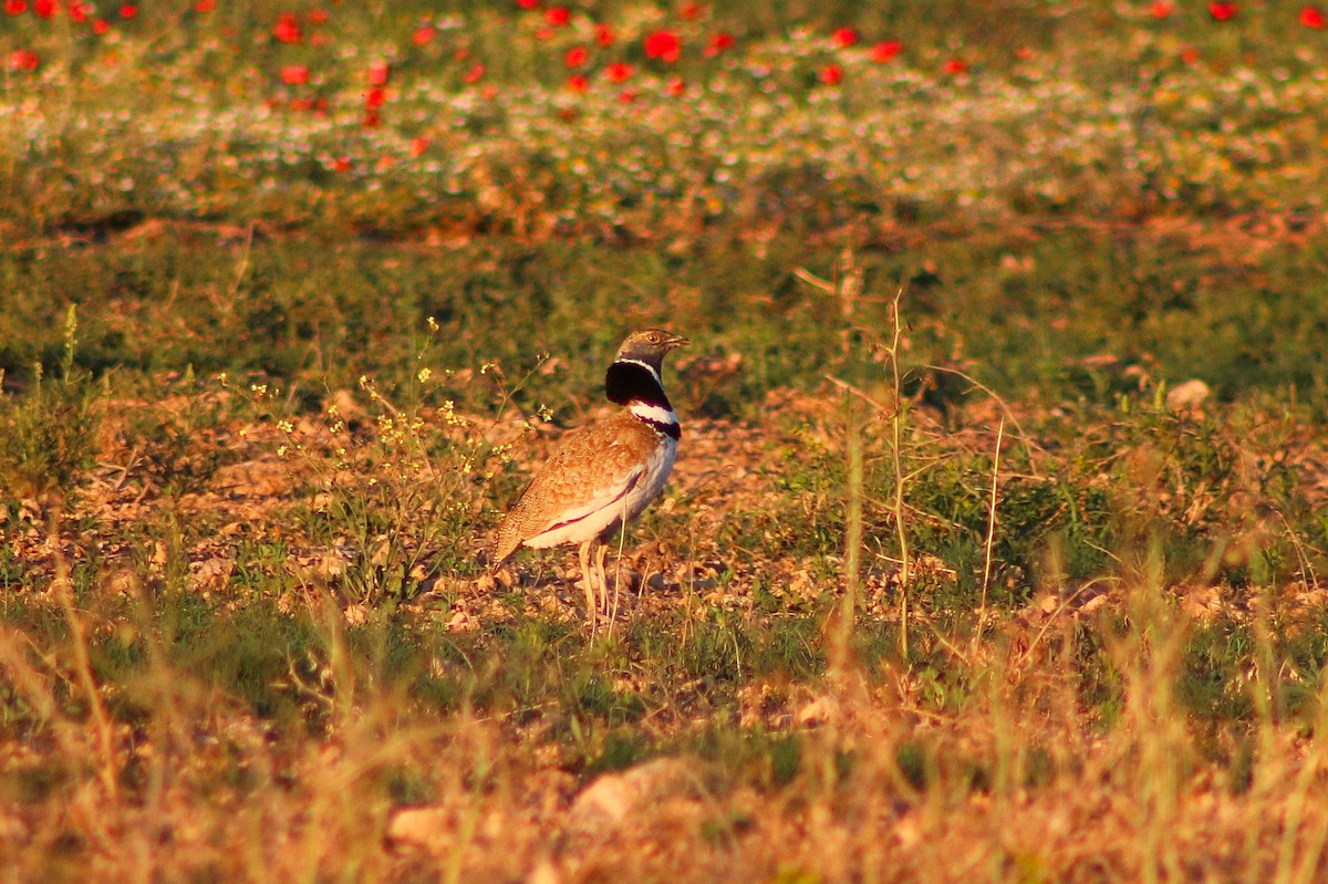 Little Bustard - ML619567736