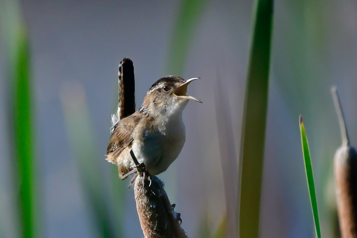 Marsh Wren - Cristine Van Dyke