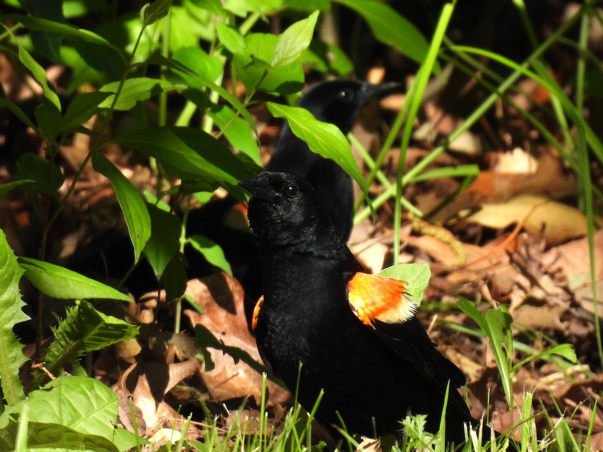 Red-winged Blackbird - Sarah Coffey