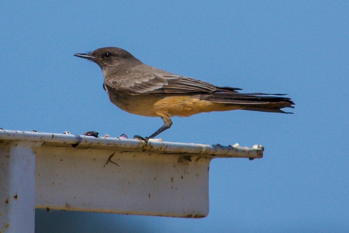 Say's Phoebe - Philip Fiorio