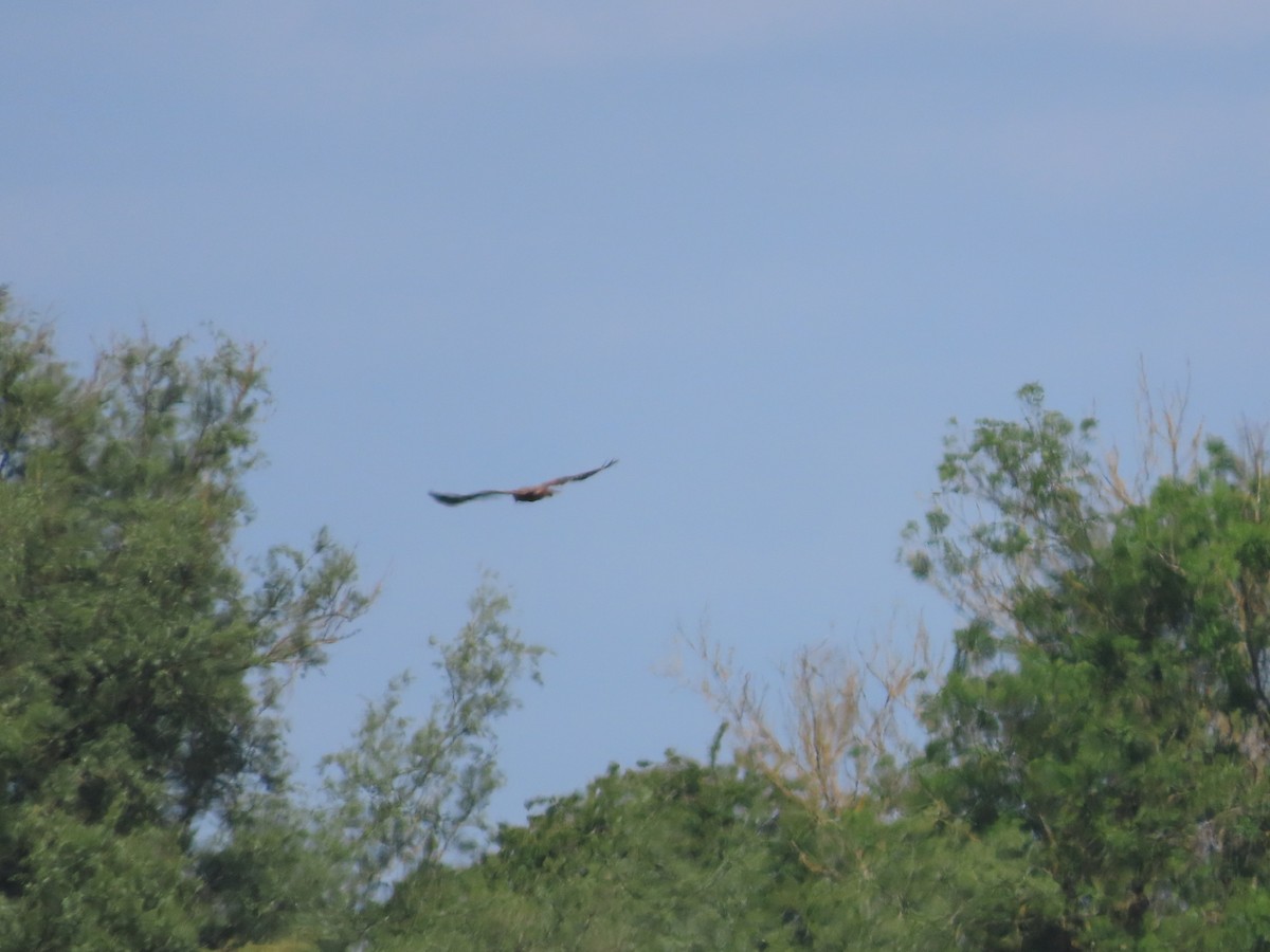 Western Marsh Harrier - christopher stuart elmer