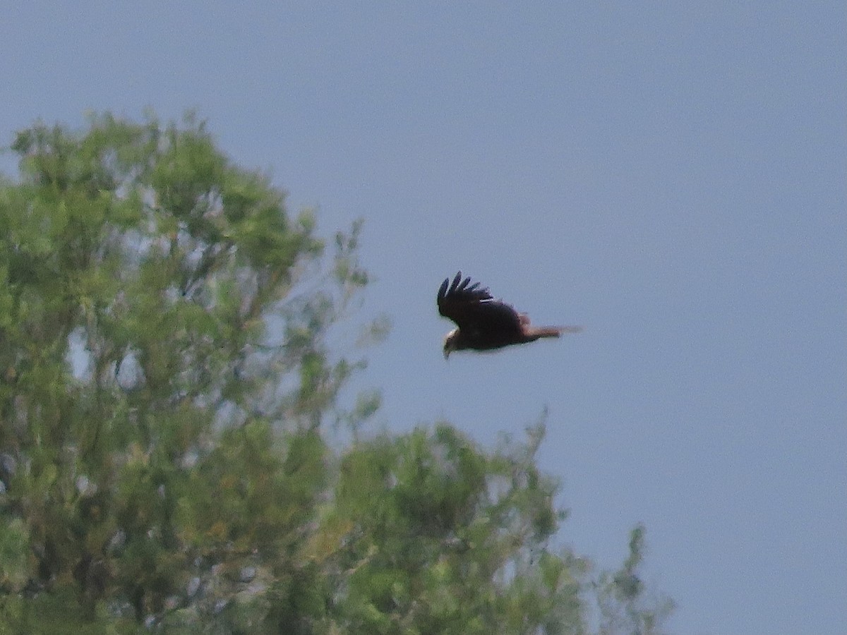 Western Marsh Harrier - christopher stuart elmer