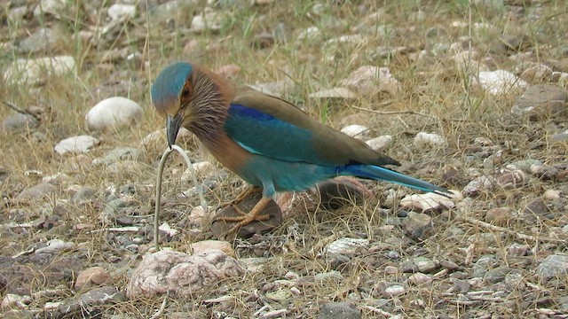 Indian Roller - ML619567745