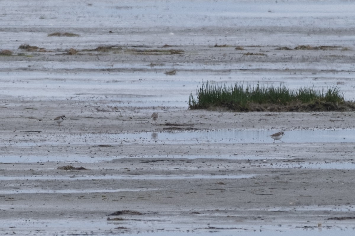 Semipalmated Plover - Alex Leeder