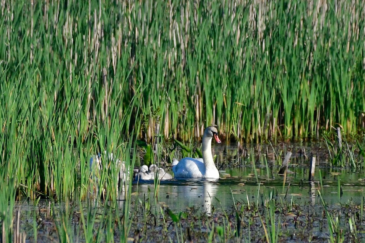 Mute Swan - Cristine Van Dyke