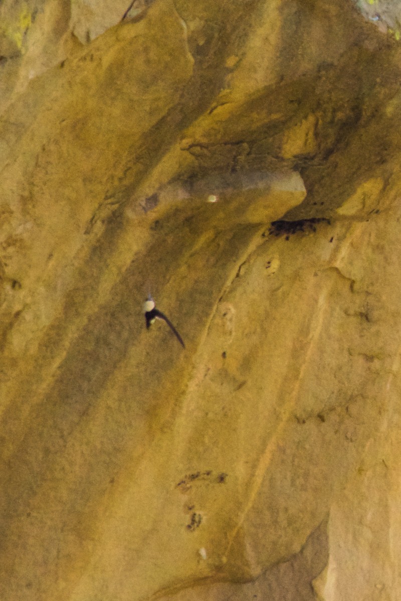 White-throated Swift - Philip Fiorio