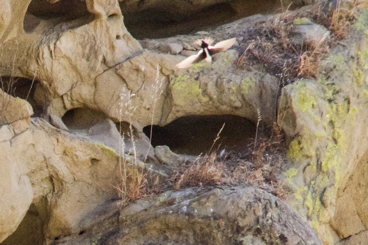 White-throated Swift - Philip Fiorio