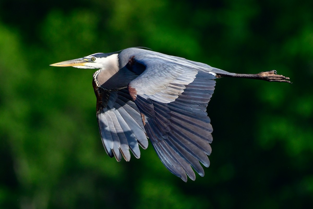 Great Blue Heron - Cristine Van Dyke