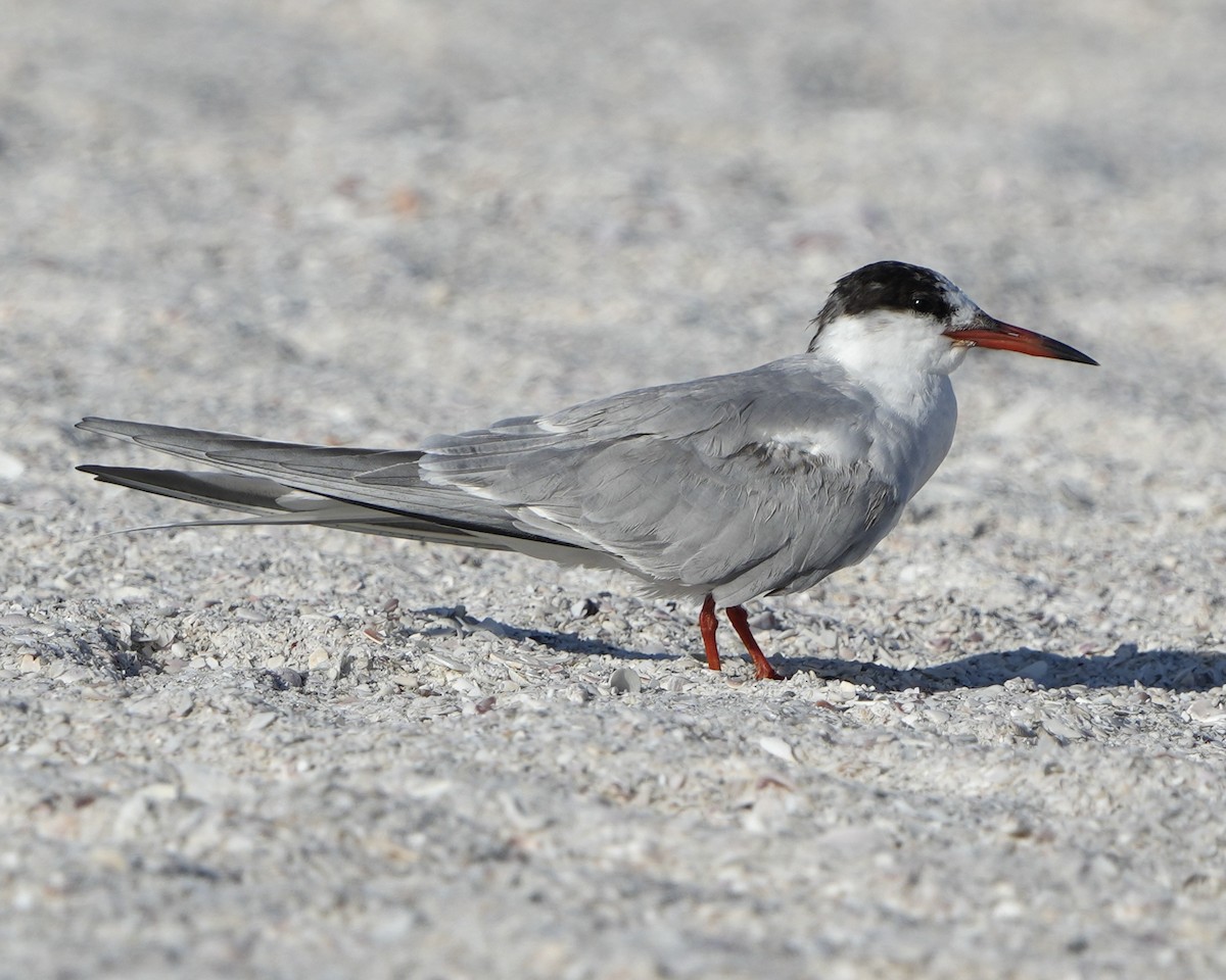 Common Tern - Gloria Markiewicz