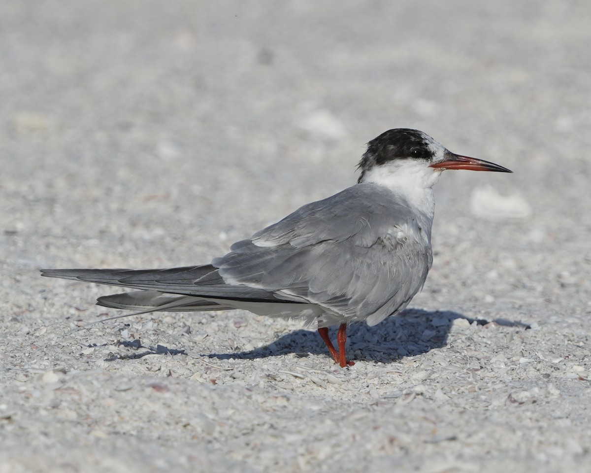Common Tern - Gloria Markiewicz