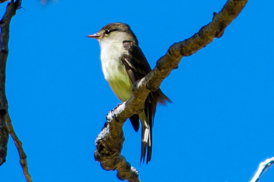 Willow Flycatcher - Philip Fiorio