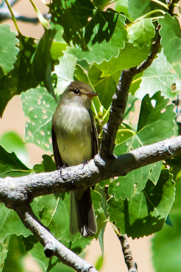 Willow Flycatcher - Philip Fiorio