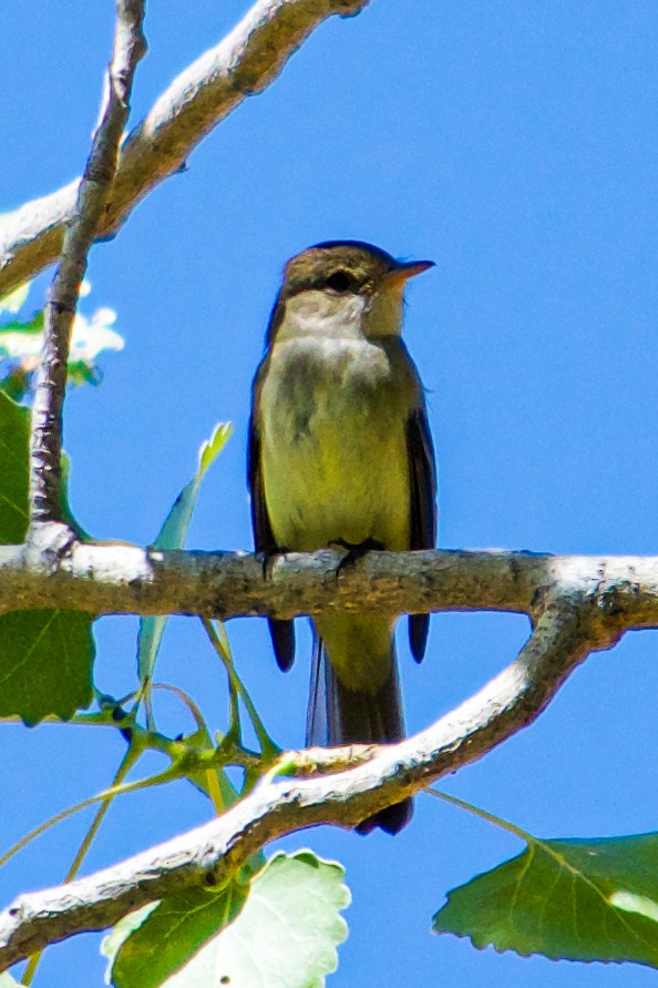 Willow Flycatcher - Philip Fiorio