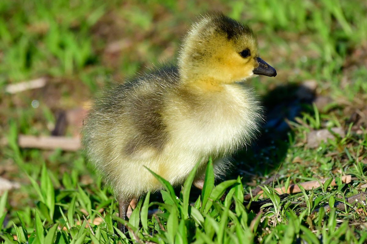 Canada Goose - Cristine Van Dyke