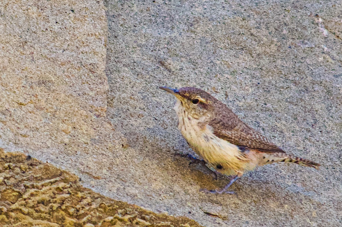 Rock Wren - Philip Fiorio