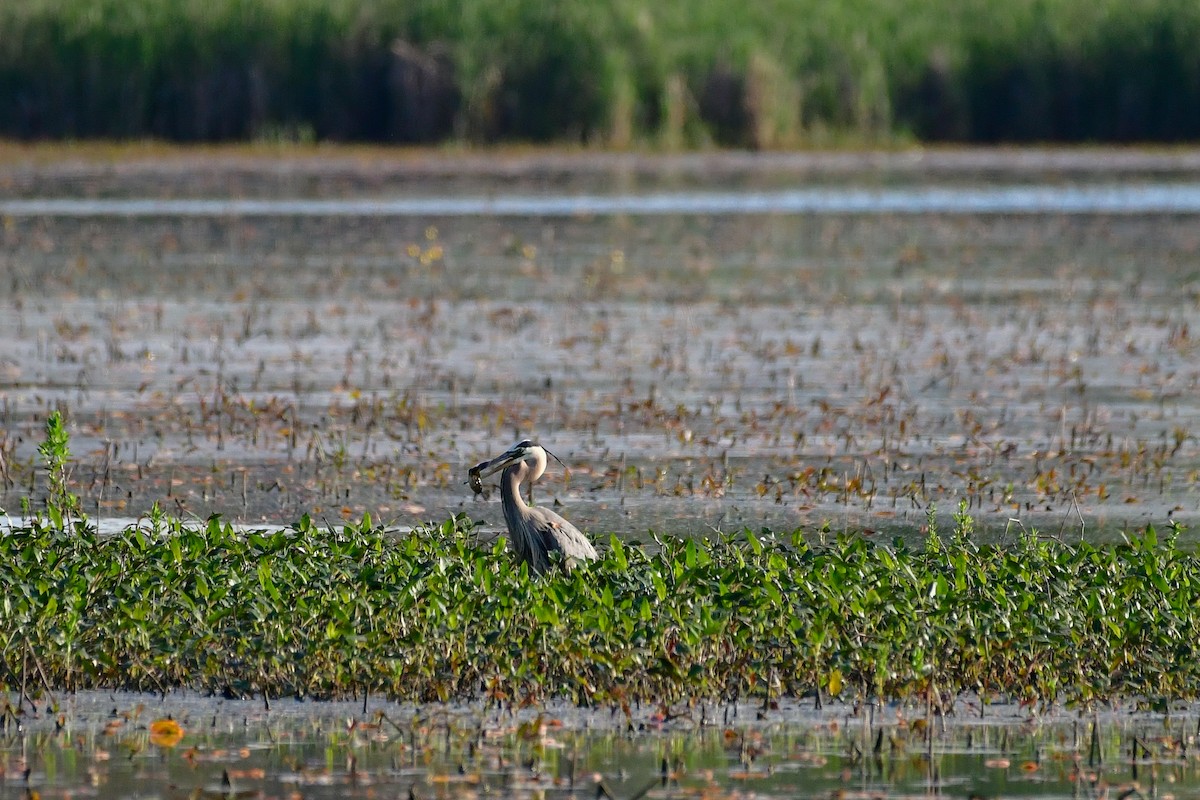 Great Blue Heron - Cristine Van Dyke