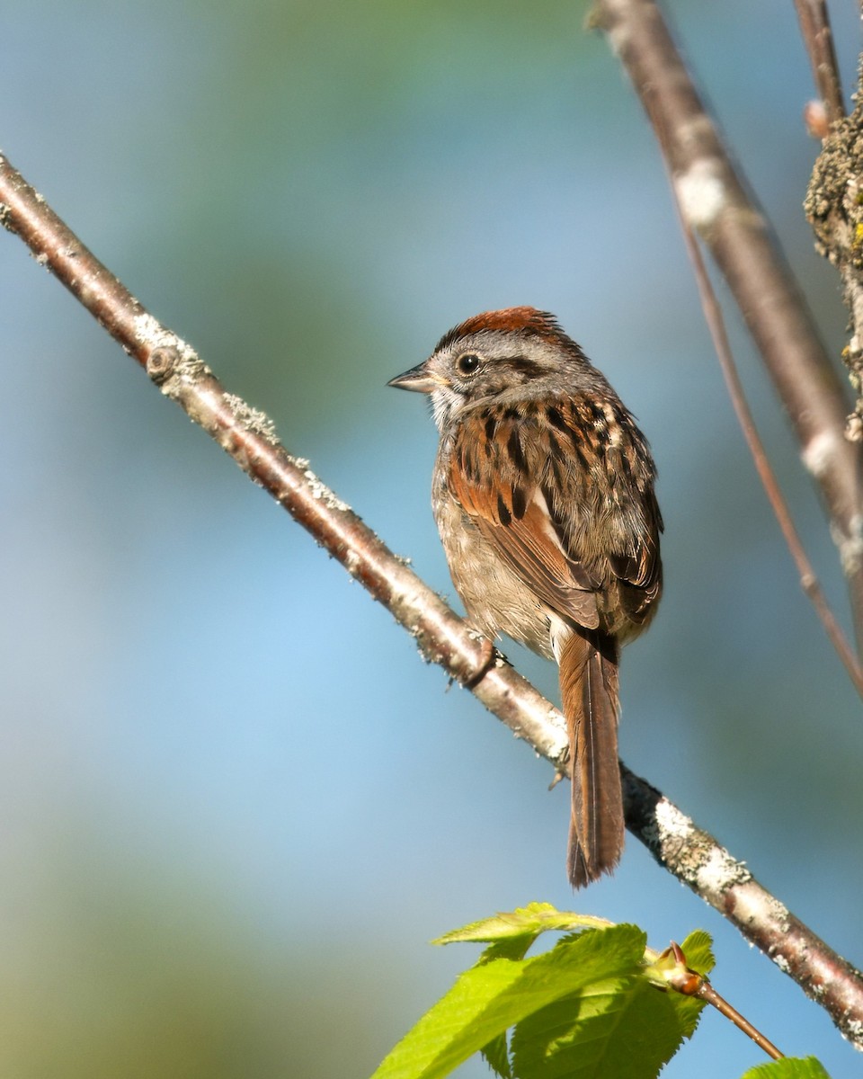 Swamp Sparrow - ML619567781