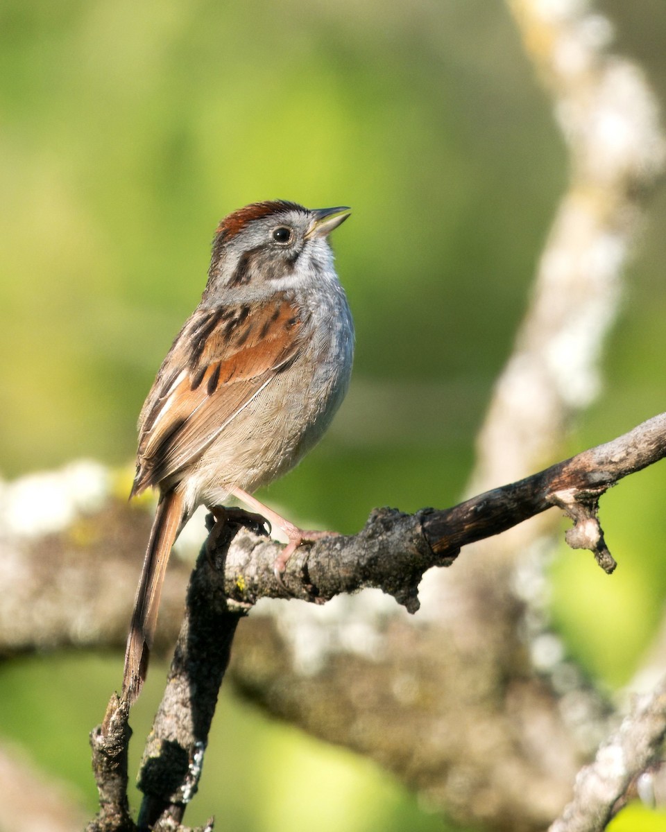 Swamp Sparrow - ML619567783