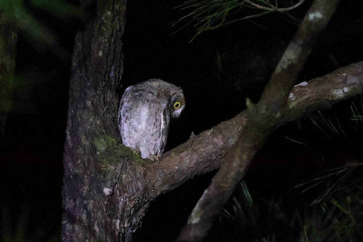 Ryukyu Scops-Owl - ML619567786