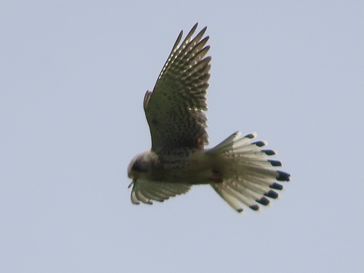 Eurasian Kestrel - christopher stuart elmer