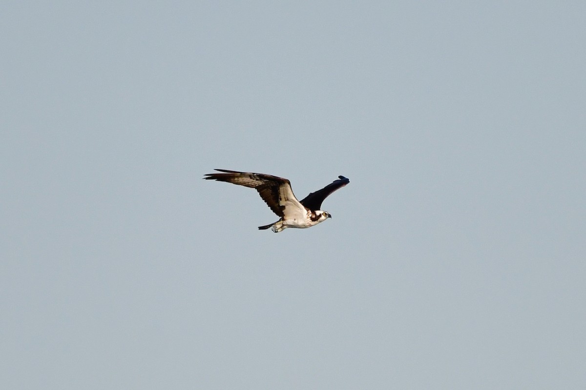 Osprey - Cristine Van Dyke