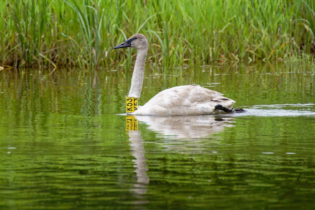 Trumpeter Swan - Daniel Eslake