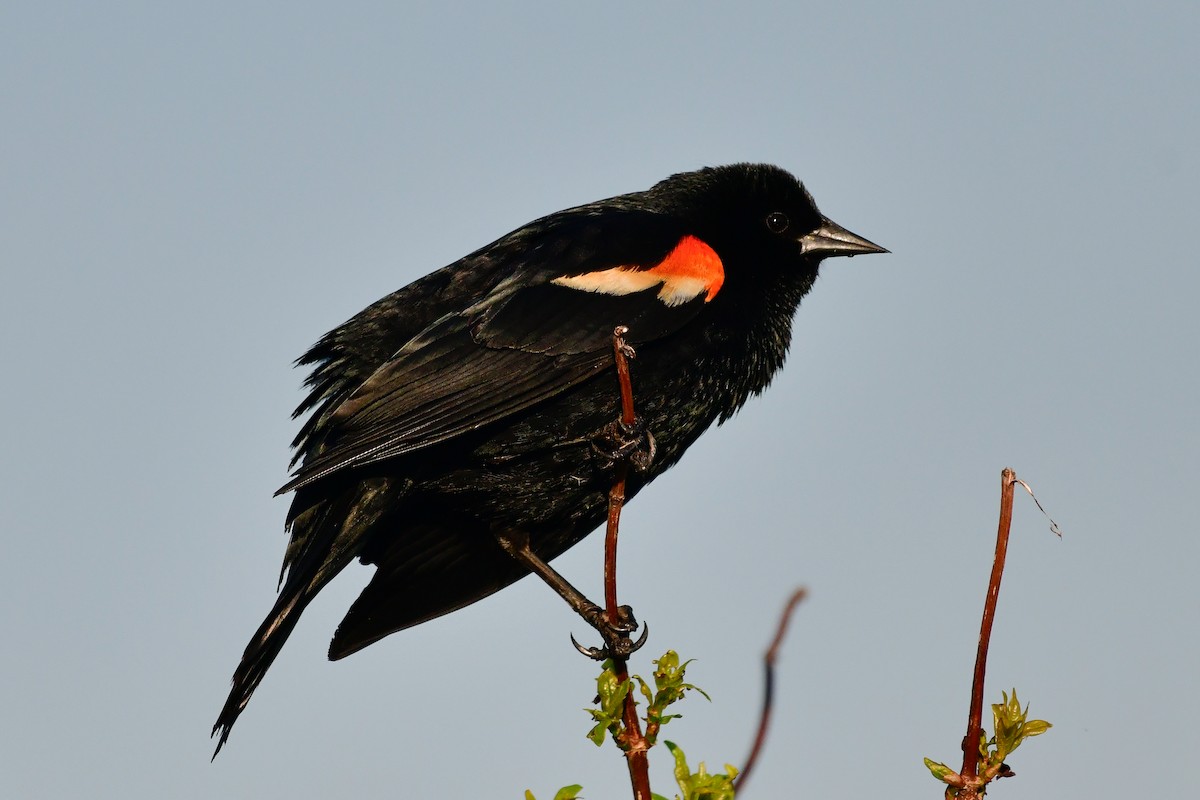 Red-winged Blackbird - Cristine Van Dyke