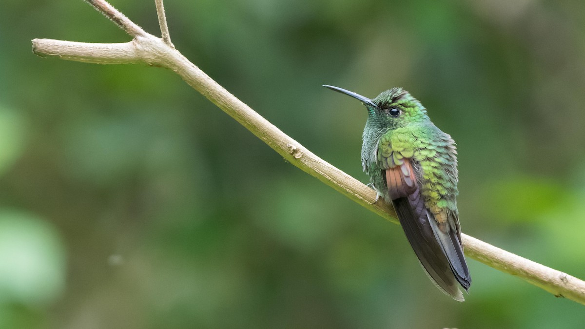 Stripe-tailed Hummingbird - John Andersen
