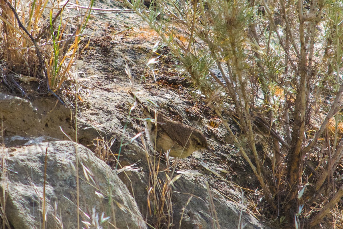 Rock Wren - Philip Fiorio