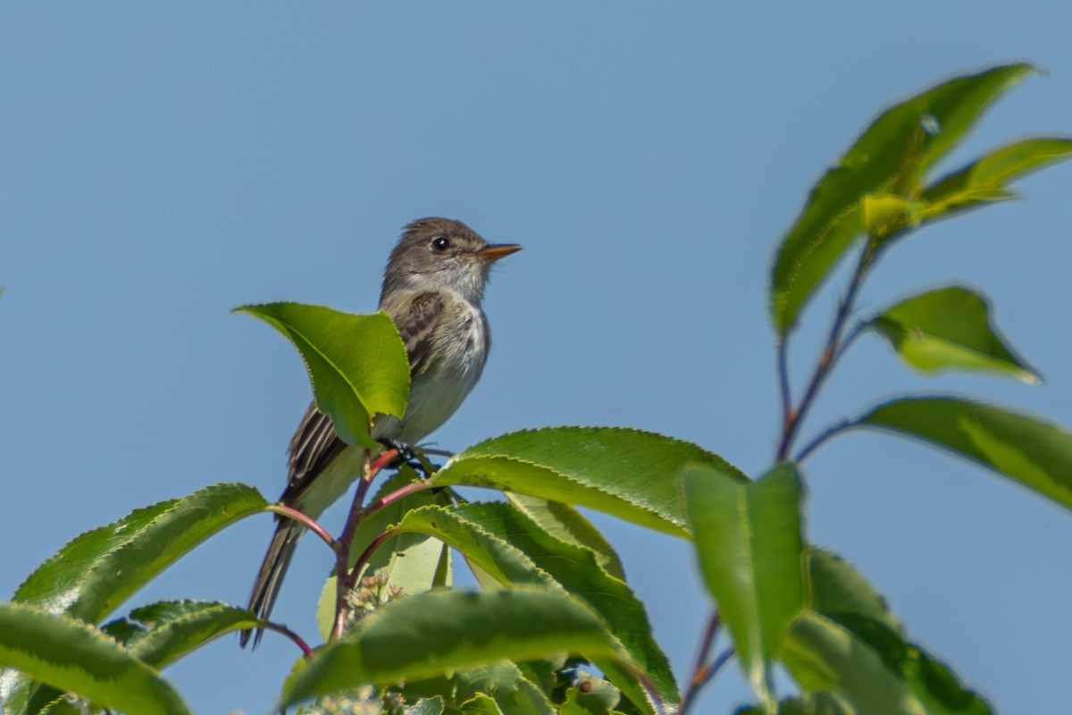 Willow Flycatcher - ML619567802