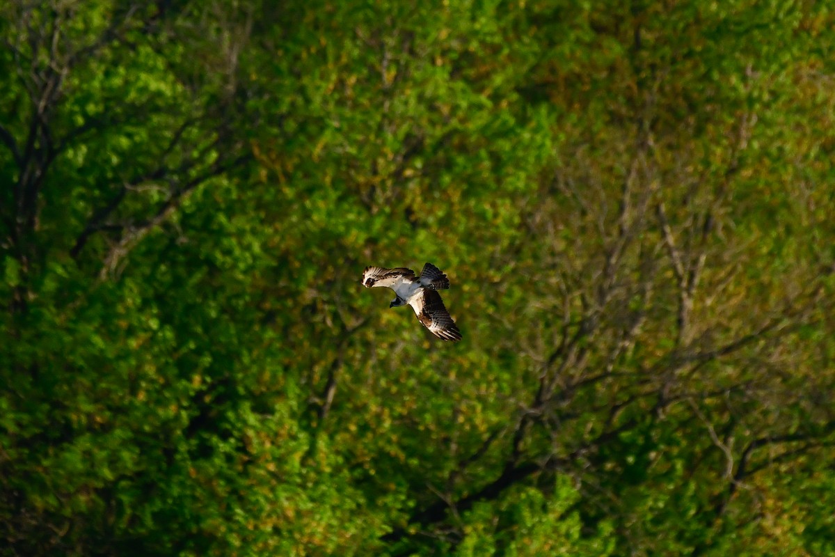 Osprey - Cristine Van Dyke