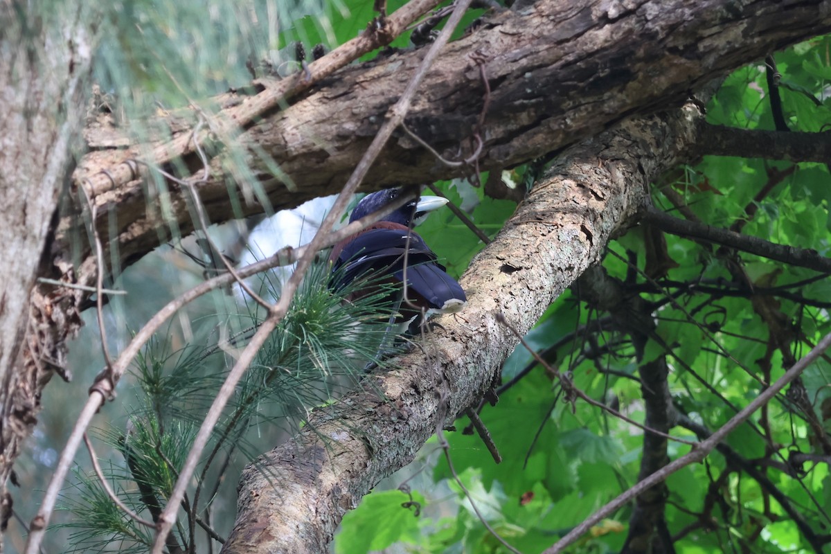 Lidth's Jay - 瑞珍 楊